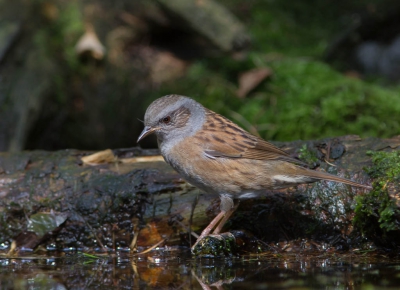 Deze Heggenmus kwam regelmatig even langs om wat te drinken.
