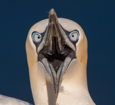 Nu gekozen voor een portretje van een Jan van Gent,
Veel portretten gezien op birdpix maar deze nog niet echt tegen gekomen.
Hoop dat hij ondanks de vele Jan van Genten toch iets toevoegd.