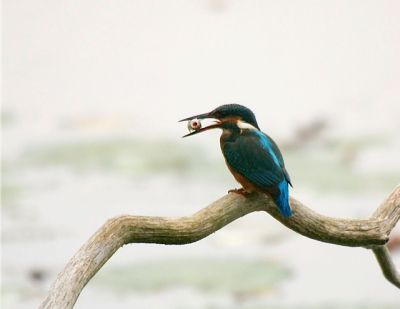 In de late namiddag zat deze IJsvogel voor het kijkscherm en had zojuist een visje gevangen
