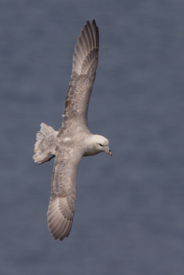 Nu een foto van een Noordse stormvogel vanuit Helgoland.
Ook hier weer gekozen voor een vliegbeeld.
Genoten van deze mooie vogel, vooral zijn verenkleed is prachtig.