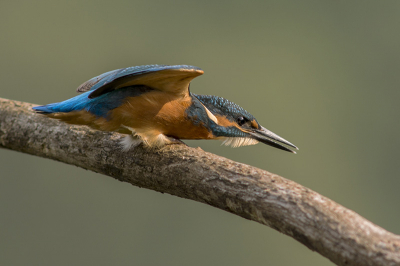 IJsvogel zet zich klaar om te duiken naar een vis, net de tijd gehad om te klikken en weg was hij met z'n visje naar een andere tak... Ben zelf heel gelukkig met deze opname.
Benieuwd of jullie dit ook vinden/kunnen appreciren.