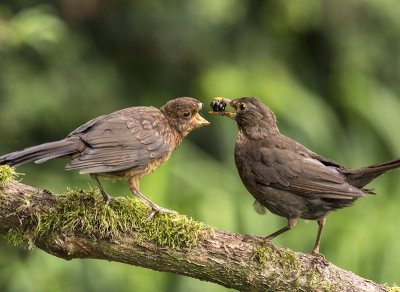 Vandaag in de hut wel een heel speciale waarneming gedaan...een jonge gehandicapte merel - zij/hij heeft geen bek...!!!
De moeder kwam om de zoveel tijd het jong 3  4 braambessen voeren, wij stonden er met verbazing en razendsnel geklik op te kijken... 
Hoe dit beestje de winter gaat doorkomen...?!?