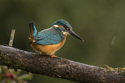 Ondanks regen, wind en de koude, toch maar post gevat. Op een gegeven moment kwam de zon er even door, terug bewolkt, terug regen, enfin alle weertypen gehad. Maar het ijsvogeltje verscheen en een paar klikken kunnen maken van dit mooie vogeltje...