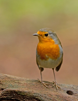 In een hutje gemaakt. 
Dit moet ik even kwijt: Tot mijn grote verbazing lag er allerlei rotzooi in een hoek in het hutje. Omdat ook vogelaars van BP geregeld daar zijn. A.u.b. houd het daar netjes en neem je zooi mee.
Ik vond ook nog een leeg bakje krekels!!