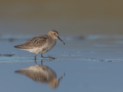 <i class='fa fa-user'></i>&nbsp;Frans bruinsma&nbsp;|   Bonte Strandloper&nbsp; <i class='fa fa-eye'>&nbsp;410</i> &nbsp; <i class='fa fa-comment-o'>&nbsp;5</i>