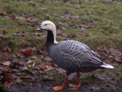 Iso 800 300mm F5.6 en 1/200 Ben geen kenner maar had deze gans nog nooit gezien.