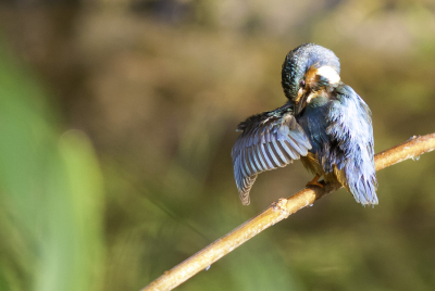 Tussen de regenbuien door deze ijsvogel gefotografeerd.
Poetste zeker 10 minuten, geweldig om te zien.
Het licht was erg mooi omdat dit gefilterd werd door de wolken.