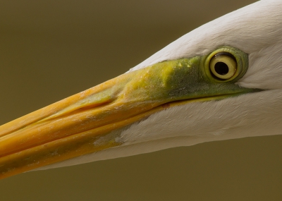 <i class='fa fa-user'></i>&nbsp;Marie-Jos� Boon&nbsp;|   Grote Zilverreiger&nbsp; <i class='fa fa-eye'>&nbsp;625</i> &nbsp;<i class='fa fa-thumbs-up'>&nbsp;11</i> &nbsp; <i class='fa fa-comment-o'>&nbsp;21</i>