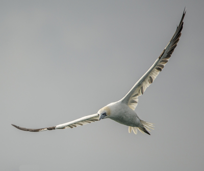 Tijdens de pelagische tocht vanuit Den Helder de Jan van Gent in beeld gekregen. Prachtige vogel met vissenogen die niets ontgaan.
Uitmuntende duiktechniek. De foto vind ik geslaagd, reden waarom ik deze met anderen wil delen.