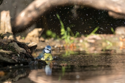 Prachtig om een Pimpelmeesje te zien badderen. Gefotografeerd in een vaste vogelhut. Mooie windstille dag.

Eerder aangeboden. Nu recht gezet.