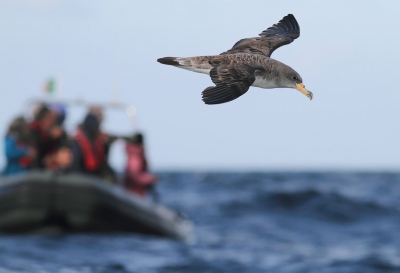 Vorige week genoten van 3 boottripjes met een Zodiac op de Atlantische Oceaan vanuit Sagres (Portugal). De andere boot was eigenlijk bezig met een dolfijnentrip, maar omdat er even heel veel zeevogels waren, namen zij ook een kijkje en kon ik deze foto maken.

www.birdbeauty.nl