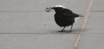 Samen met Remco en Thijs deze geweldige vogel kunnen aanschouwen. Twee momenten waarbij de vogel even niet op een verschrikkelijk plekje zat. Deze was aan het begin toen het nog rustig was qua fotograferen. Hier had hij een wormpje te pakken. Het andere moment was ook erg gaaf, Thijs heeft daar een geweldige foto van getoond. De andere momenten zat deze fraaie tapuit op de hoge blokjes aan de muren of op de daken van de appartementen. Een normale fotograaf maakt daar een aantal fotos van. Geen 500 zoals een man presteerde, dat hield ons wel aan het lachen. 

Gr Albert.