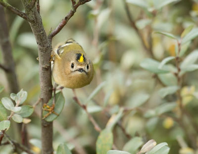 In het vrije veld blijft het een hele uitdaging om deze super bewegelijke vogels op de foto te krijgen. Het lastige is om ze in de focus te kunnen blijven volgen.