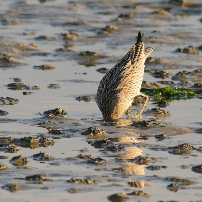 Vanaf de waddendijk zie je veel vogels. Als je rustig gaat zitten komen sommige redelijk dichtbij, zoals deze rosse grutto. Er moet wel iets heel lekkers in het wad gezeten hebben, want hij ging hier enkele keren diep het zand in. Erg vies is er hij overigens niet geworden. Zie mijn volgende upload.