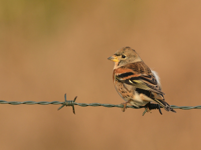 In een heerlijk vogelgebiedje op de maasvlakte geweest waar in alle vroegte van alles vloog waaronder een groep Kepen.