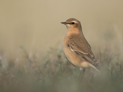 Een wat schilderachtige opname met mooie pasteltinten van een Tapuit.
De niet al te schuwe vogel was aan het foerageren tussen de kruipwilgen, wat een mooi kleur effect gaf.