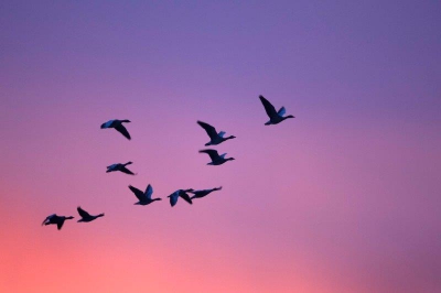 Wat een belevenis als er duizenden ganzen het lucht ruim kiezen bij een zonsopkomst die de lucht in brand lijk te zetten.