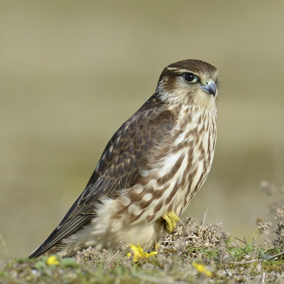 <i class='fa fa-user'></i>&nbsp;Frits Stoekenbroek&nbsp;|   Smelleken&nbsp; <i class='fa fa-eye'>&nbsp;1156</i> &nbsp;<i class='fa fa-thumbs-up'>&nbsp;25</i> &nbsp; <i class='fa fa-comment-o'>&nbsp;35</i>