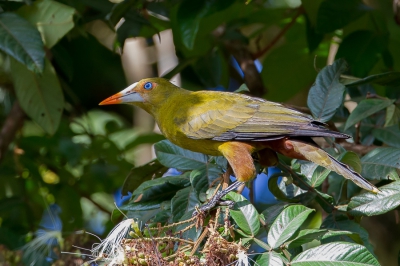 <i class='fa fa-user'></i>&nbsp;Paul van Giersbergen&nbsp;|   Groene Oropendola&nbsp; <i class='fa fa-eye'>&nbsp;495</i> &nbsp;<i class='fa fa-thumbs-up'>&nbsp;4</i> &nbsp; <i class='fa fa-comment-o'>&nbsp;7</i>