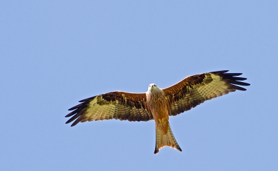 Geweldig om deze vogel zo vlak boven je hoofd te zien overvliegen.
Leuke stop dus langs de autobahn.