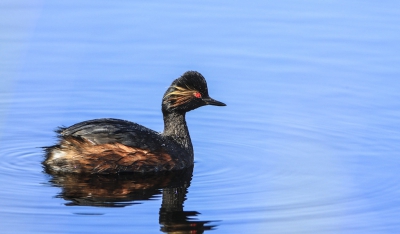 Deze geoorde Fuut is gefotografeerd in natuurgebied Bargerveen