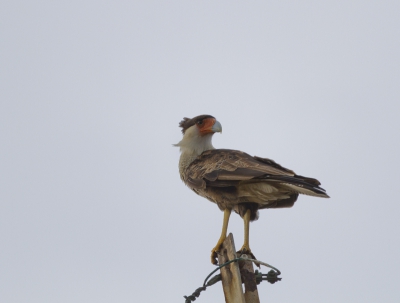 Naar deze Kuifcaracara was ik een paar dagen op zoek. Hij bracht mij op het spoor door de leguanen die open gepikt in de struiken hingen. Ik kreeg even kort een mogelijkheid om een blik van hem op te vangen en een foto te maken voordat hij op de wieken ging.