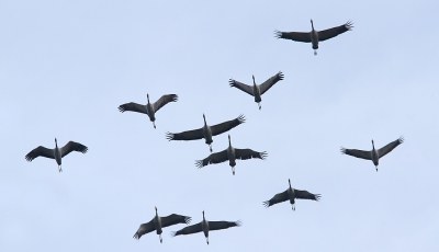 Terwijl we over de dijk fietsten, zagen we een grote groep kraanvogels aankomen. Ze kwamen recht op ons af. Snel afgestapt en de vogels kunnen fotograferen.
Prachtig om te zien en te horen.