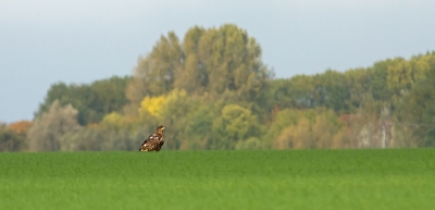 Tegen een achtergrond, waar het begin van de herfst zich aftekent zit deze grote reus.
Geweldig om die daar te zien.
Had hem niet zo in het land verwacht. Steeds meer de lucht afgezocht.