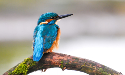 Een dagje doorgebracht in de fotohut nr. 6 van Han Bouwmeester.
Deze IJsvogel liet zich regelmatig even zien.
Een schitterende waarneming.