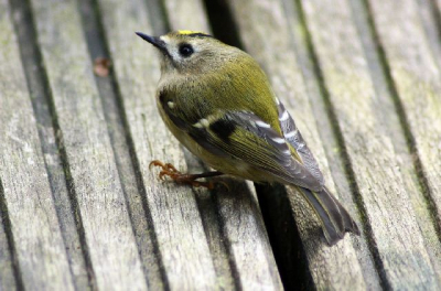Deze was bij ons binnengevlogen

Voor het eerst dat ik een Goudhaantje gezien heb, Nederlands kleinste vogeltje