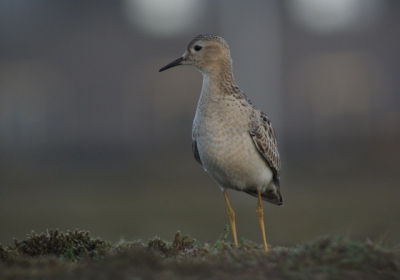Bizarre vogel, soms binnen een halve meter afstand!