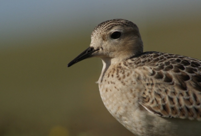 Geweldige vogel! Liet zich aan alle fotografen echt fenomenaal mooi bekijken!