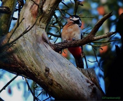 "echte" herfstfoto
Liet gisteren van zich horen tijdens herfstwandeling in het bos