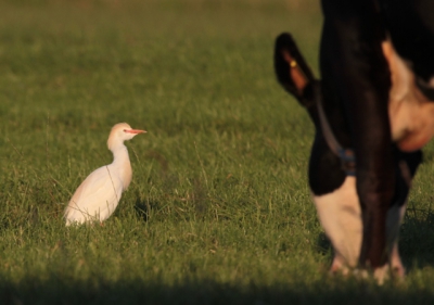 Prachtige koereiger in zomerkleed in het warme avondlicht tussen de koeien.