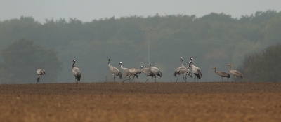 Vlakbij ons huisje waren een aantal  stukken land waar de kraanvogels overdag foerageerden.
Deze stonden op een heuvel.