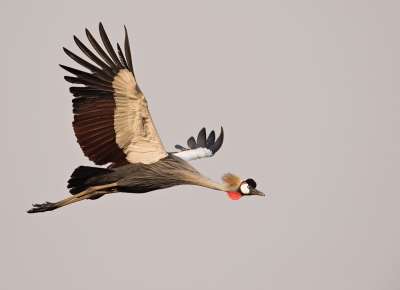 <i class='fa fa-user'></i>&nbsp;Wim Werrelman&nbsp;|   Grijze Kroonkraanvogel&nbsp; <i class='fa fa-eye'>&nbsp;646</i> &nbsp;<i class='fa fa-thumbs-up'>&nbsp;3</i> &nbsp; <i class='fa fa-comment-o'>&nbsp;16</i>