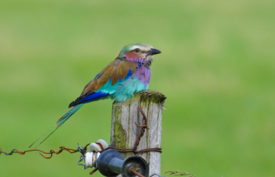 Tijdens een tochtje langs De IJssel ontdekte ik op een paaltje deze mooie vogel.
Mijn eerste gedachte was op afstand een Bijeneter of een IJsvogeltje, maar toen ik dichterbij kwam bleek het een Vorkstaartscharrelaar te zijn. Waarschijnlijk ergens ontsnapt, maar toch mooi om te zien in het landschap daar langs de rivier.