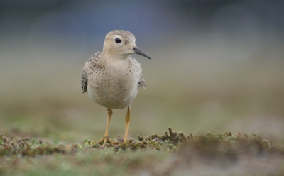 Wat een super vogel! Liet zich erg fraai bekijken op een zeer korte afstand!