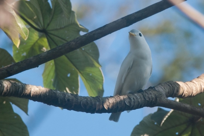 Nog steeds mijn mooiste vogelervaring en daarom toch maar weer eens geprobeerd om een foto opnieuw te bewerken