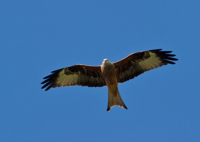 Geweldig om deze vogel zo vlak boven je hoofd te zien overvliegen.
Leuke stop dus langs de autobahn.