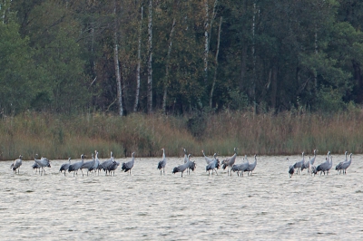De Rederangsee is een slaapplaats voor doortrekkende kraanvogels, in deze periode maken ze gebruik van de ondiepe oevers van het meer voor hun veiligheid en trekken 's-morgens vroeg weer naar hun voedselgronden.