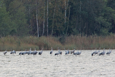 De Rederangsee is een slaapplaats voor doortrekkende kraanvogels, in deze periode maken ze gebruik van de ondiepe oevers van het meer voor hun veiligheid en trekken 's-morgens vroeg weer naar hun voedselgronden.