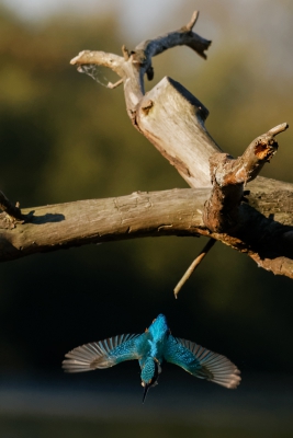 Gemaakt in een vaste fotohut op zondagmorgen. IJsvogel op jacht naar vis.
Eerder aangeboden. 100 & 102 verbeterd.