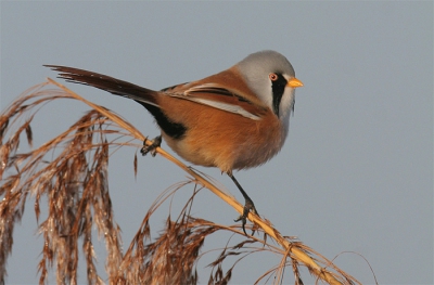 Nadat langzaam de mist aan het optrekken was toch maar een fotosessie dichtbij huis geprobeerd. Gelukkig werd het steeds helderder toen ik bij een groepje baardmannetjes stond en dit mannetje in het warme winterlicht kon fotograferen.