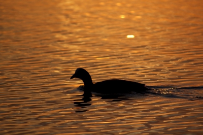 Toen ik druk was met het fotograferen, zwom opeens deze meerkoet voor me langs in het oranje water. Prachtige avond!