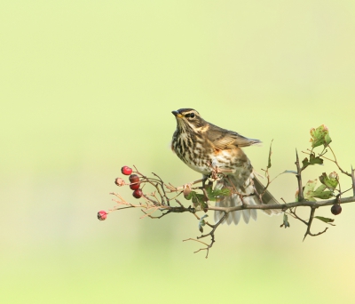 Gisteren genoten van zo ongeveer 25 kramsvogels,langs een ventweg.
Een aantal boompjes die vol zaten  met rode besjes.
Zo waren ze weg en zo kwamen ze zowat uit de lucht vallen,zo snel zijn ze.
Dit is de eerste vanuit een mooie serie die ik heb kunnen maken.
Bij deze foto scheen de zon.