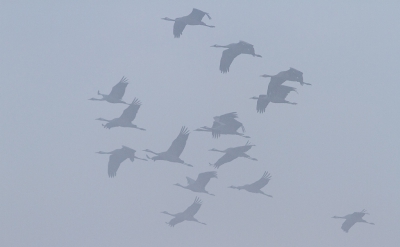 Deze morgen was het heel erg mistig. Vlak buiten het dorp ben ik verdekt opgesteld gaan staan. Van alle kanten kwamen de kraanvogels vanaf hun slaapplek. Heel bijzonder om ze goed te horen maar niet te zien. Af en toe wat minder mist en dan waren ze te zien. Hoop dat ik wat van die sfeer hier kan overbrengen.