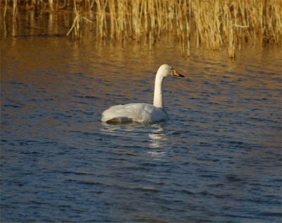 vandaag even naar de infiltratiepanden van infiltratiegebied castricum. Meestal wel enkele wilde zwanen aanwezig waaronder deze ook juv. 400 iso met eenpoot