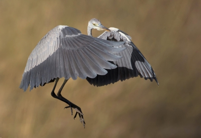 <i class='fa fa-user'></i>&nbsp;Edward van Altena&nbsp;|   Blauwe Reiger&nbsp; <i class='fa fa-eye'>&nbsp;507</i> &nbsp;<i class='fa fa-thumbs-up'>&nbsp;1</i> &nbsp; <i class='fa fa-comment-o'>&nbsp;4</i>