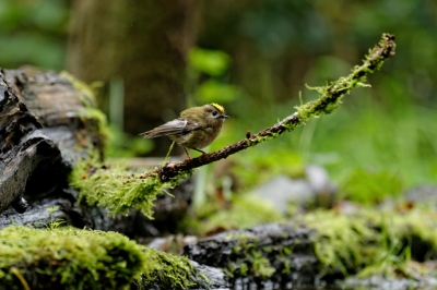 Goudhaantje na het badderen.
Genomen vanuit een vaste vogelhut.